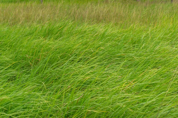 Weiches langes frisches Gras auf einer Wiese. Hintergrund Natur — Stockfoto