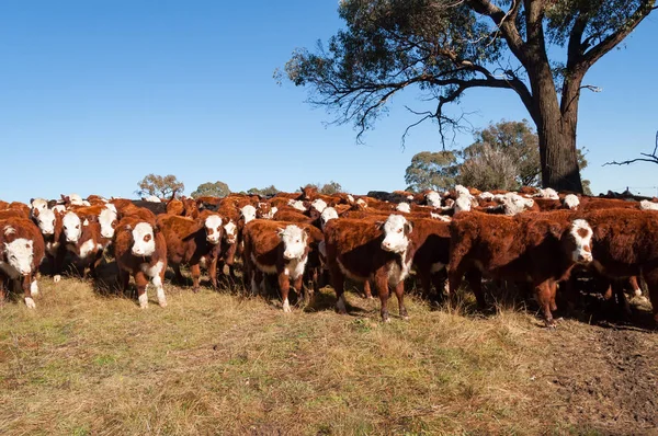 Red hereford cows with white heads on a paddock in Australia
