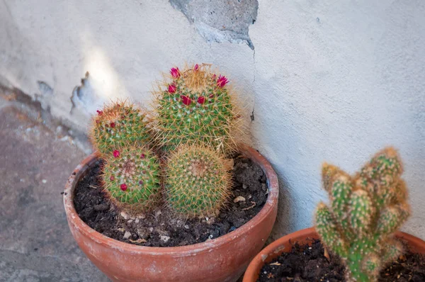 Flowering cacti plants in flowerpot near the wall — Stock Photo, Image