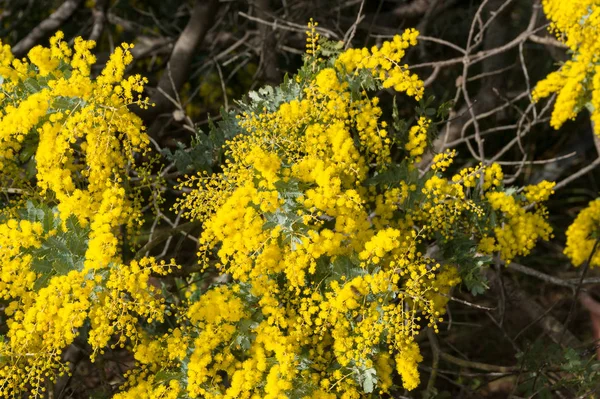 Fényes sárga wattle virágok egy faágon — Stock Fotó