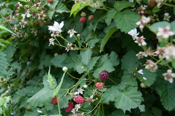 Ripe boysenberry berries on a brunch in a garden — ストック写真