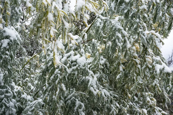 Forest trees after snowfall. Snow covered golden wattle tree bra — Stock Photo, Image