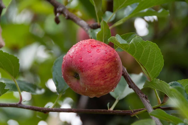 Close up de maçã gala real madura e suculenta em um ramo com gre — Fotografia de Stock