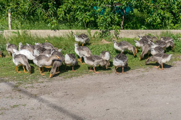 Flock of young geese birds grazing on green grass — Stock Photo, Image