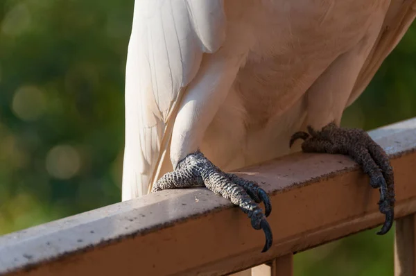 Close up of sulphur-crested cockatoo bird feet — Stok fotoğraf