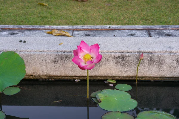Flor de lótus rosa em flor tola com abelhas no meio — Fotografia de Stock
