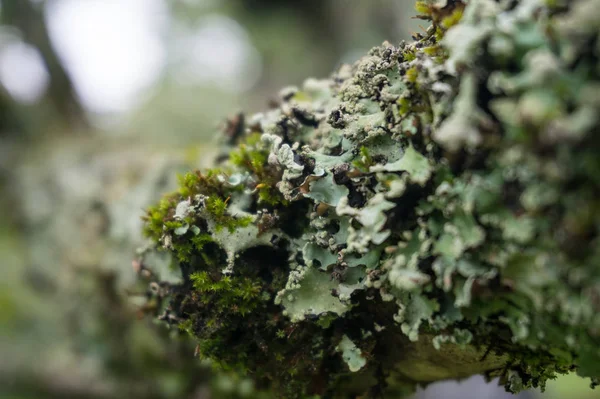 Primer plano de la corteza de la rama del árbol con musgo y liquen —  Fotos de Stock