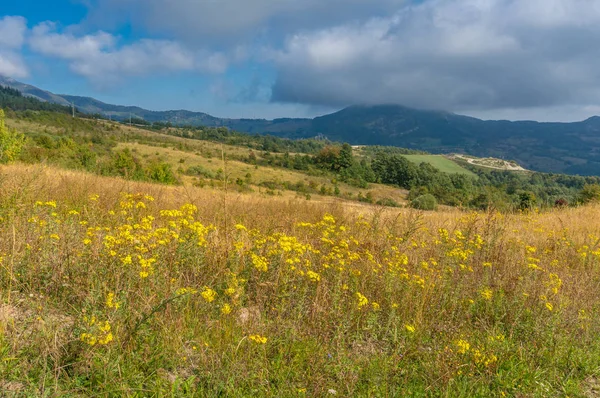 Scenic countryside landscape with yellow wild flowers — Stock Photo, Image