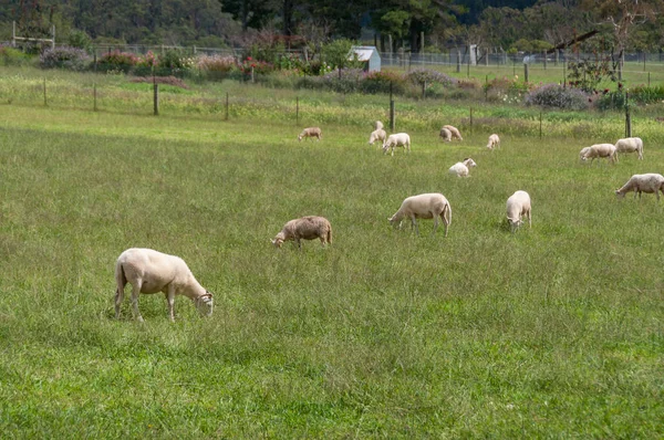 Flock of sheep grazing on green grass paddock — Stock Photo, Image
