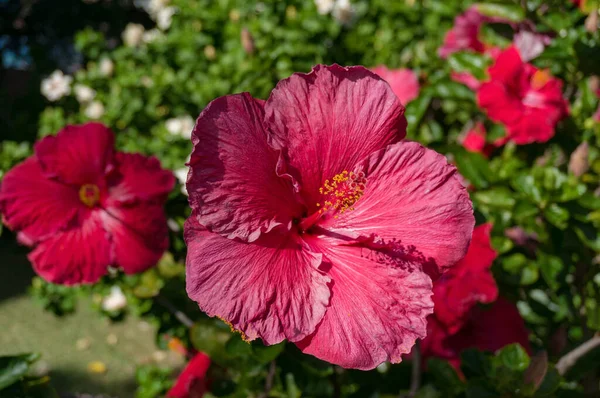 Primer plano de hibisco grande, flor de rosa china en el jardín — Foto de Stock