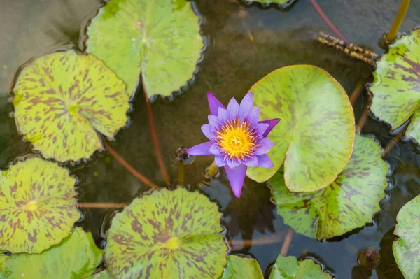 Widok góry purpurowy kwiat lotosu pływający w stawie — Zdjęcie stockowe