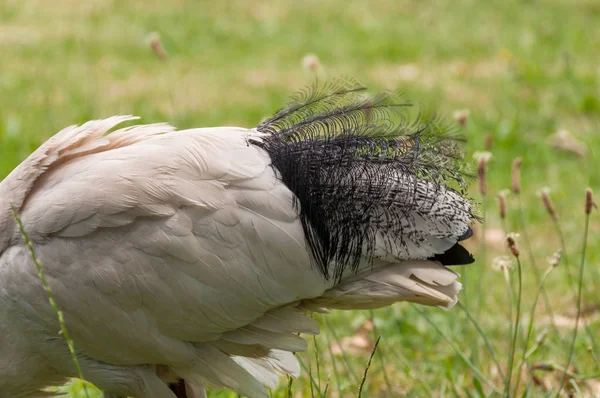 Közelkép a gyönyörű faroktollak szent ibis madár — Stock Fotó