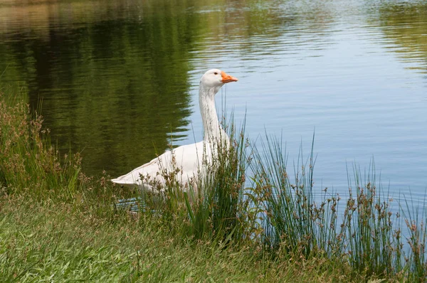 水面近くの背の高い草の中に立つ白いガチョウ — ストック写真