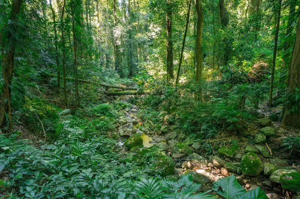 Exuberante paisaje de selva verde con árboles y plantas verdes —  Fotos de Stock