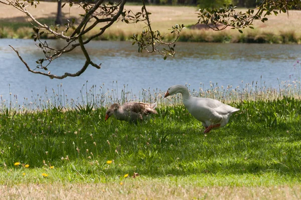 Two geese grazing green grass near a pond, lake on sunny day — Stock Photo, Image