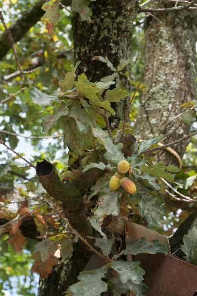 Three acorns on oak tree branch outdoors