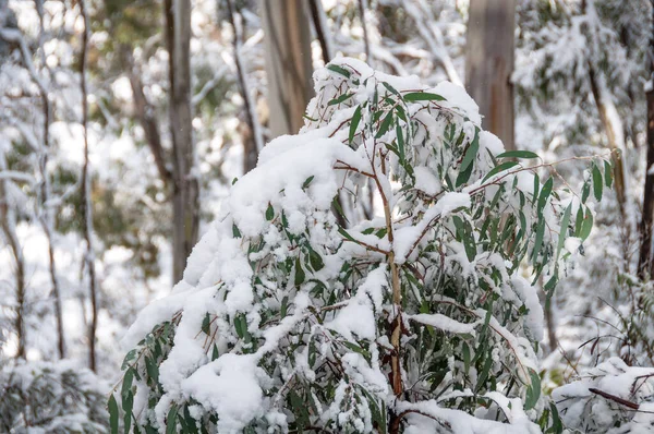 Primer plano de hojas verdes de eucalipto cubiertas de nieve —  Fotos de Stock