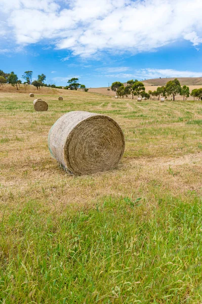 Agriculture landscape of a field with round straw bales — Stock Photo, Image