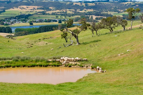 Australische ländliche Schafslandschaft in der Nähe des Staudamms an sonnigen Tagen — Stockfoto