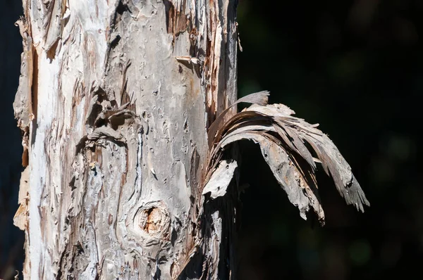 Close up of eucalyptus trunk with peeling layers of bark — 图库照片