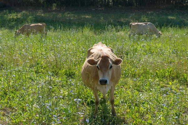 Jersey vache pâturage sur le paddock avec troupeau sur le fond — Photo