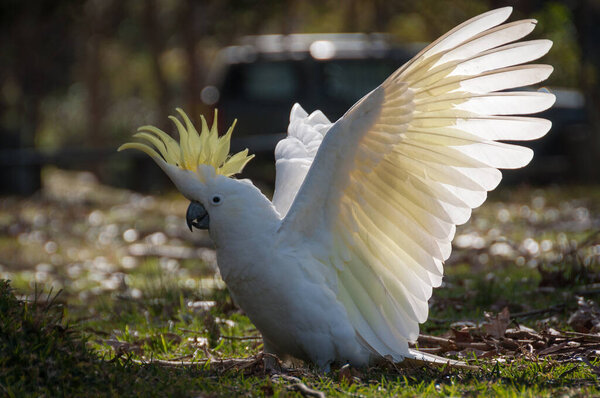 Wild sulphur-crested cockatoo landing with white wings spread, c