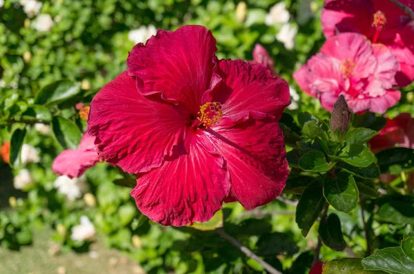 Primer plano de hibisco grande, flor de rosa china en el jardín — Foto de Stock