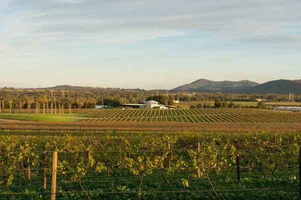 New season grape plants in vineyard. Australian winemaking industry background — 스톡 사진