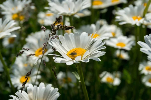 Close up de flor de margarida branca e amarela com mel coleta de abelhas — Fotografia de Stock