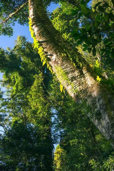Тропические леса с разнообразными альпинистскими растениями — стоковое фото
