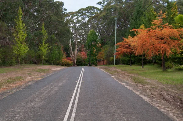 Camino de asfalto con líneas divisorias blancas y árboles otoñales en carreteras — Foto de Stock