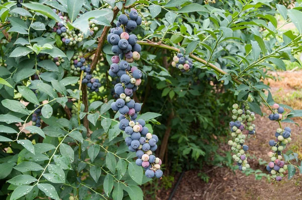 Branch of ripe blueberries in the garden — ストック写真