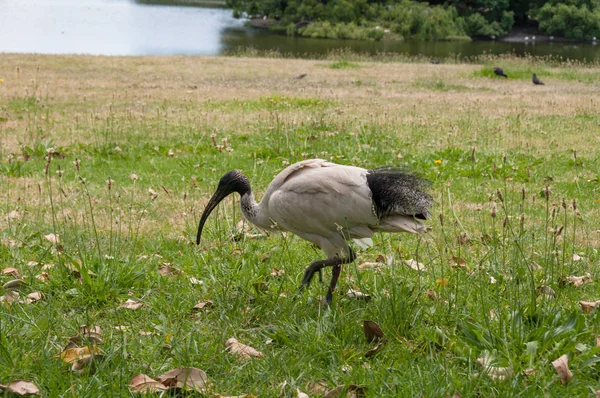 Uccello ibis sacro nell'erba vicino al lago — Foto Stock