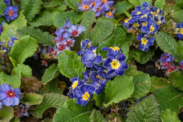 Primer plano de flores de primavera de color azul brillante en el lecho de flores en el gard — Foto de Stock