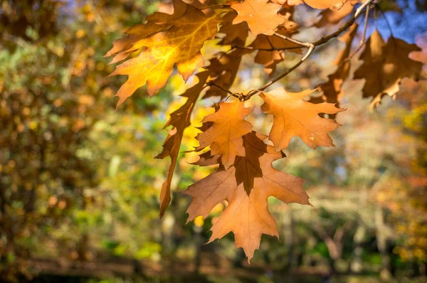 Feuillage d'automne jaune fond nature avec érable orange vif — Photo