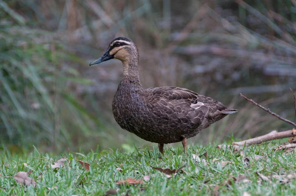 Close-up van wilde eend in het gras — Stockfoto