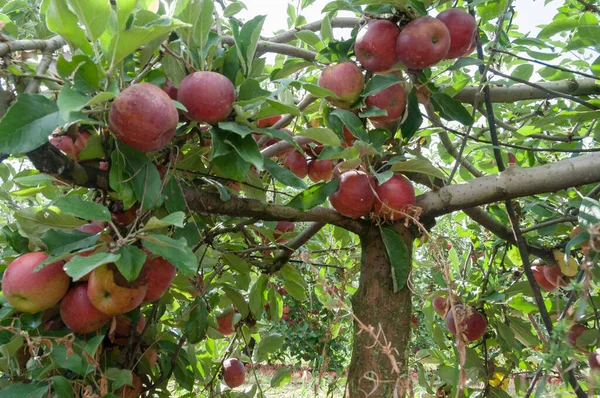 Érett királyi gála alma lóg egy fán — Stock Fotó