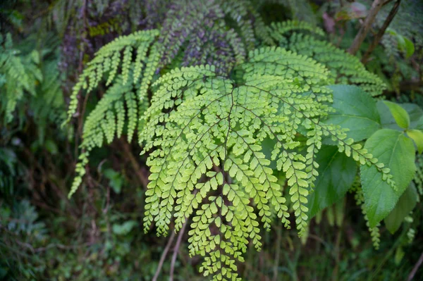 Närbild av gröna blad av alpin ormbunksväxt med fraktal bladstruktur — Stockfoto