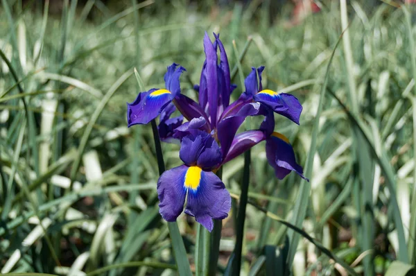 Primer plano de hermosa flor de iris con pétalos morados y amarillos — Foto de Stock