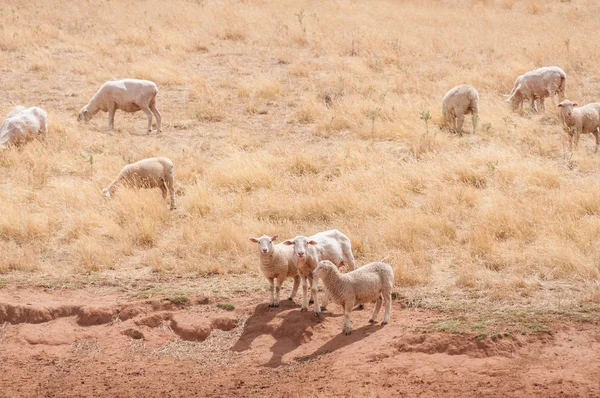 Sheered ovelhas merino australianos em uma paddock — Fotografia de Stock