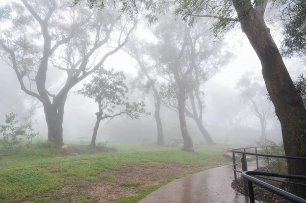 Ευκάλυπτος σιλουέτες δέντρα στην ομίχλη, ομίχλη σε ένα πάρκο — Φωτογραφία Αρχείου