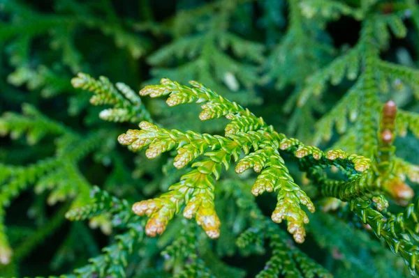 Primo piano di foglie di ginepro verde. Bellezza naturale sfondo verde — Foto Stock