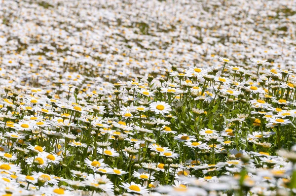 Campo de flores brancas da margarida, fundo da natureza — Fotografia de Stock