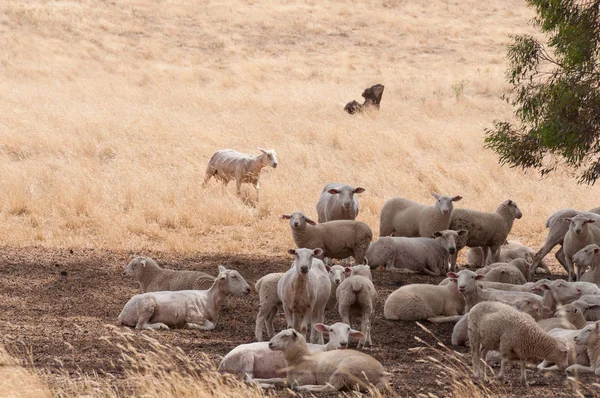 Paysage rural avec troupeau de moutons voûtés reposant à l'ombre — Photo
