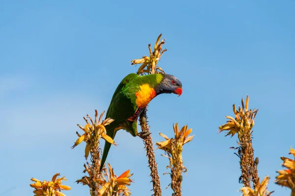 Bright rainbow lorikeet sitting on plant and looking at camera — Stok fotoğraf