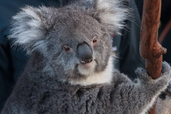 Potrait aranyos koala medve állat egy eukaliptusz fa — Stock Fotó