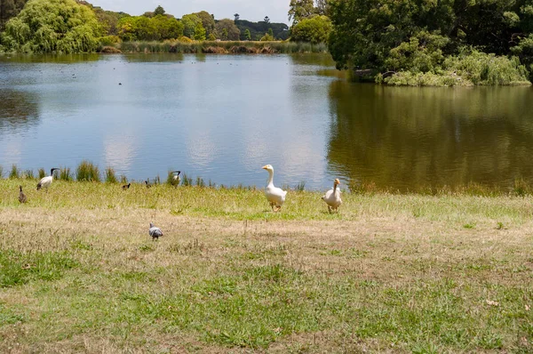 Aves acuáticas cerca del paisaje del lago — Foto de Stock