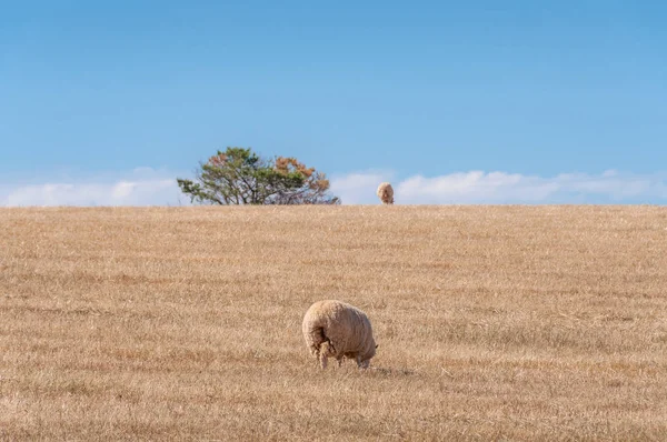 Moutons broutant de l'herbe sèche et sans vie sur le paddock. Scène de sécheresse — Photo