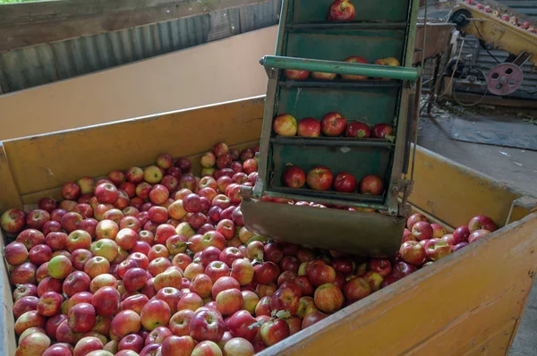 Szüretelőgépben lévő, dobozokba szállított alma — Stock Fotó