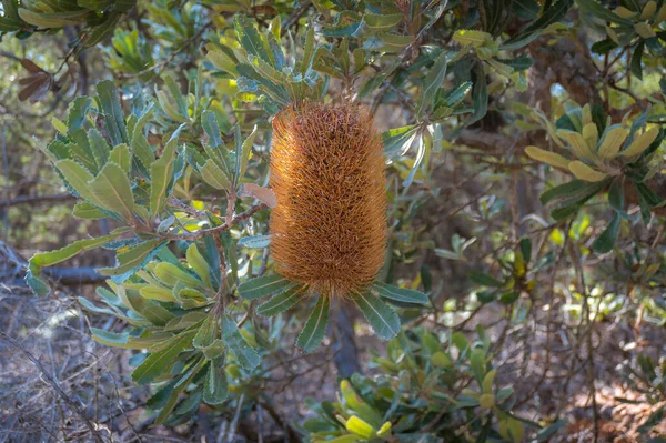 Närbild av australiska kaprifol banksia blomma spik — Stockfoto